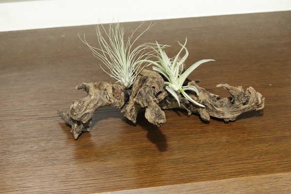 エアープランツ